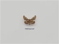 藏品(尺蛾202.1)的圖片